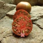 Southern Night Tomato Seeds