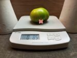 Spear's Tennessee Green Beefsteak Tomato