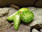 Spear's Tennessee Green Tomato Green Tomato