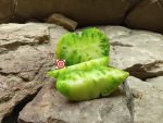 Summer Love Tomato Seeds
