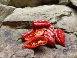 Naga Morich E Strain Pepper - Image 5