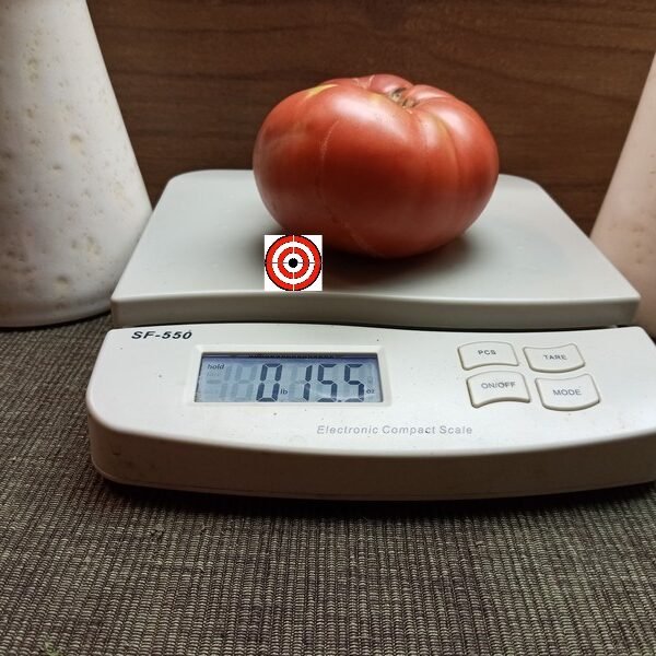 The Dutchman Tomato