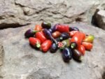 Tricolor Variegated Pepper