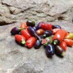 Tricolor Variegated Pepper