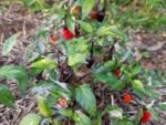 Tricolor Variegated Pepper - Image 3