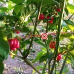 Trinidad Scorpion Butch T Pepper