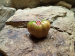 Tundra Tomato