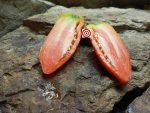 Uncle Doc Tomato Seeds