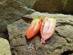 Uncle Doc Heirloom Tomato