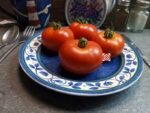 Victorian Dwarf Tomato
