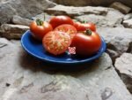 Victorian Dwarf Tomato Seeds