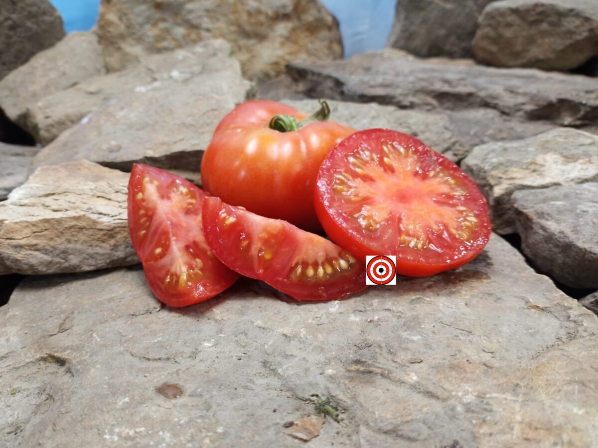 Victorian Dwarf Tomato.