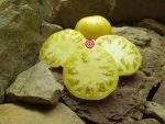 Viva Lindsey's Kentucky Heirloom Tomato