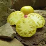 Viva Lindsey's Kentucky Heirloom Tomato