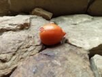 Weeping Charley Tomato - Image 2