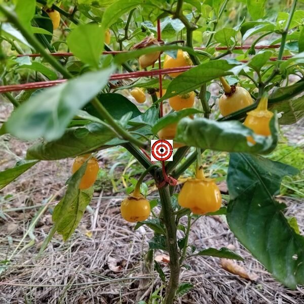 White Bubblegum 7 Pepper