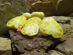White Princess Tomato Seeds