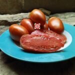 World's Miracle Tomato