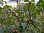 Yaki Blue Fawn Pepper - Image 3
