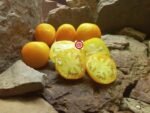 Yellow Furry Boar Tomato by Brad Gates