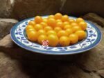 Zluta Kytice Tomato