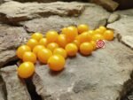Zluta Kytice Tomato - Image 5