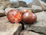Bronze Orb Tomato Seeds.