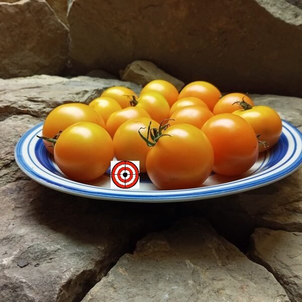 Big Sungold Tomato - These were derived out of Sungold Tomatoes. They are a sweet in flavor. They are a larger cherry weighing from 2-3oz.