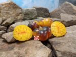 Thunder Mountain Tomato Bi Color Tomatoes