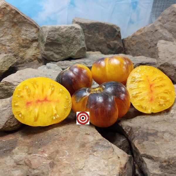 Thunder Mountain Tomato Bi Color Tomatoes