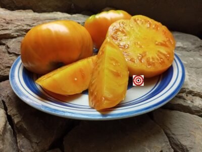 Best Market Beefsteak Tomatoes Hawaiian Pineapple Tomato Seeds.