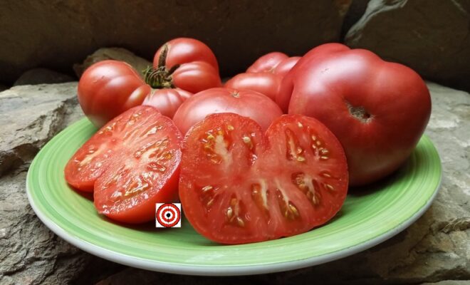 thumbnail image 2 of 25+ Hillbilly Tomato Seeds- Large, Beefsteak Tomatoes Feature 2 of 14