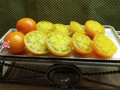 Best Tom Wagner Tomatoes Grungy in The Sky Tomato Seeds.