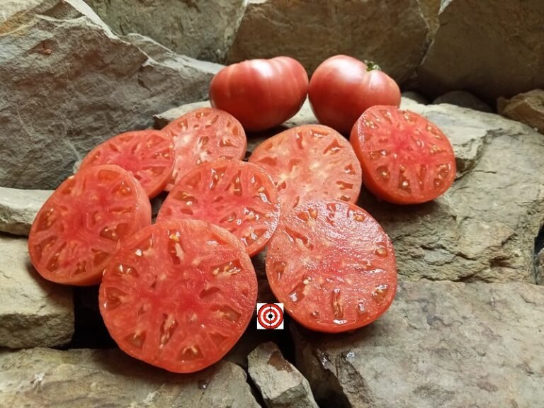 10 Best Well Known Breeder Tomatoes 2022 Bounty Hunter Seeds