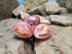 Amarillo Rust Heart Tomato Flavorful Oxheart Tomato