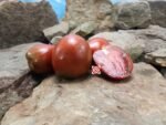 Aussie Drop Dwarf Tomato
