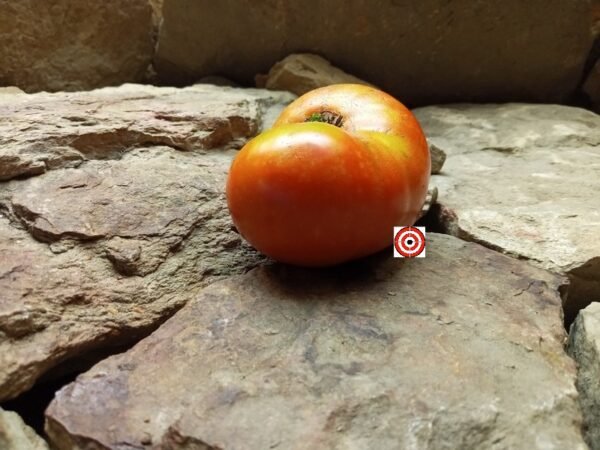 Brandywine, OTV Heirloom Tomato Seeds