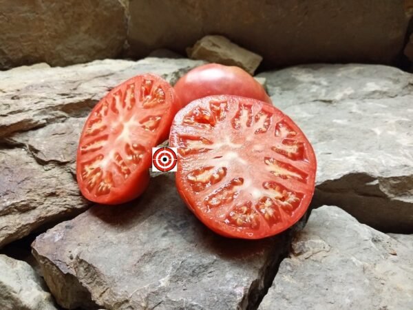Best Heirloom Tomatoes Brandywine from Croatia Tomato Seeds Available Here.  - Bounty Hunter Seeds - Rare Heirloom Tomato Seeds