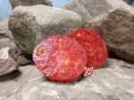 Coorong Pink Dwarf Tomato Seeds