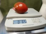 Dwarf Aussie Drop Tomato Canning Tomatoes