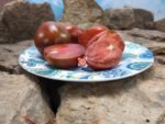 Dwarf Aussie Drop Tomato