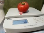 Dwarf Coorong Pink Tomato Container Tomatoes