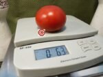 Dwarf Coorong Pink Tomato Seeds