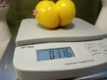 Dwarf Goldfinch Tomato
