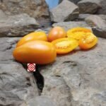 Dwarf Laura's Bounty Tomato