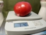 Dwarf Mallee Rose Tomato