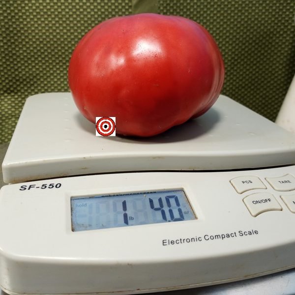 Dwarf Mallee Rose Tomato