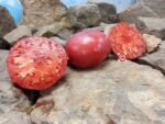 Dwarf Mallee Rose Tomato Container Tomatoes