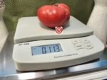 Dwarf Mystic Lady Tomato