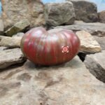 Dwarf Purple Heart Throb Tomato